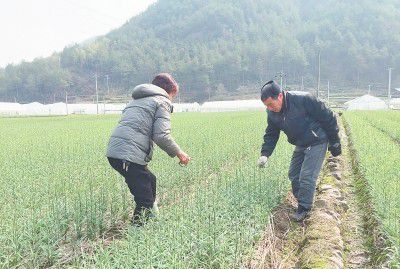 种植浙贝母如何管理？