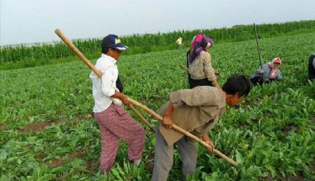 种植板蓝根如何管理？