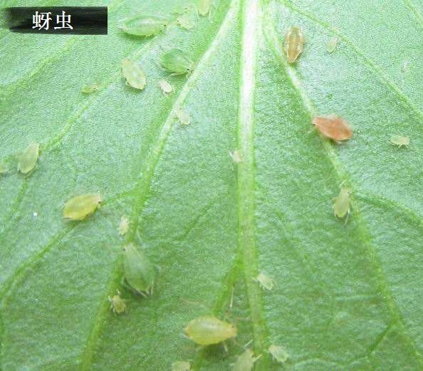 种植巴戟天需要防治哪些病害？