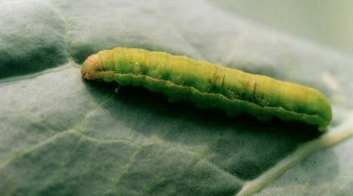 种植地黄如何防治甜菜夜蛾？