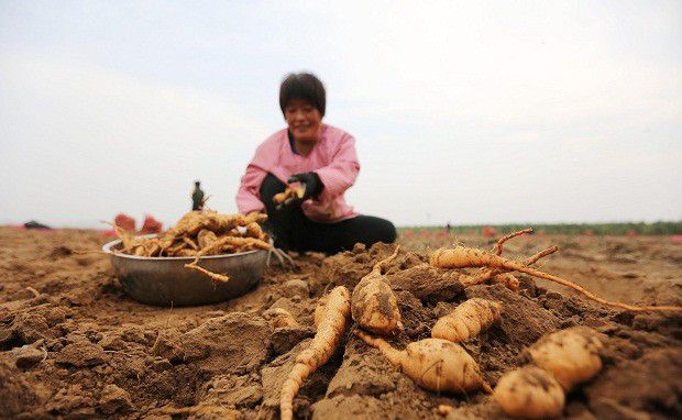 种植地黄如何采收？