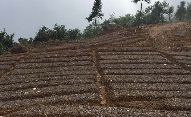 设施栽培天麻场地的准备