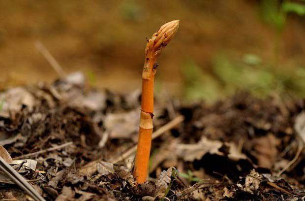 天麻植株长怎么样？