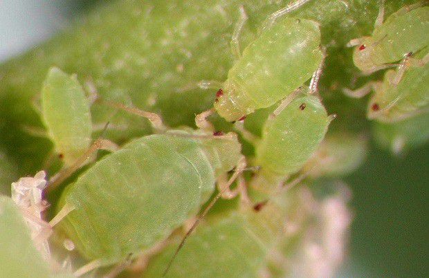 种植石斛如何防治虫害发生？