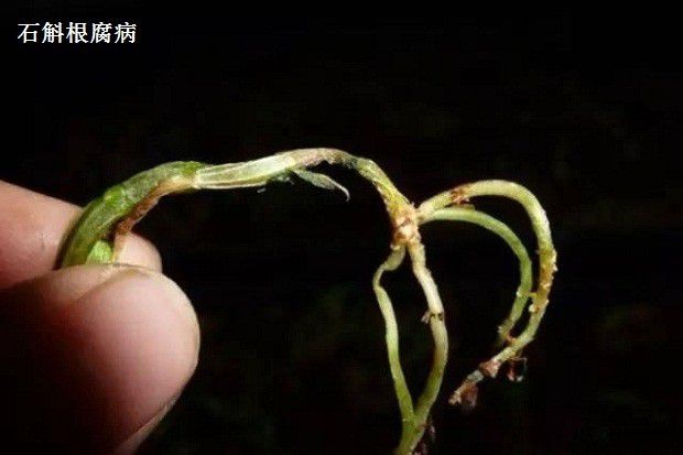 种植石斛如何防治病害发生？