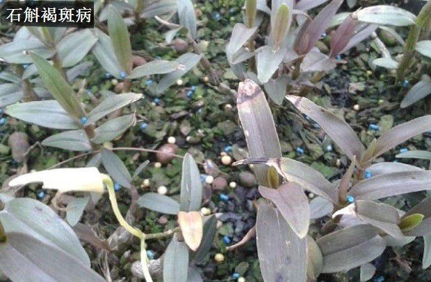 种植石斛如何防治病害发生？