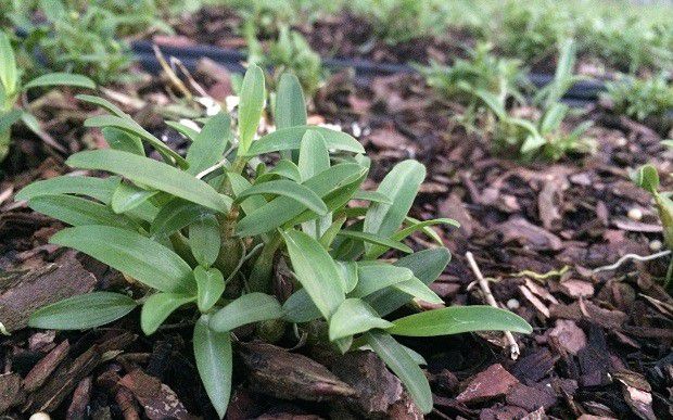 种植石斛如何管理？