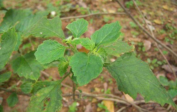 种植广藿香如何追肥？