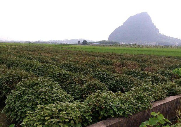 种植广藿香苗如何管理？