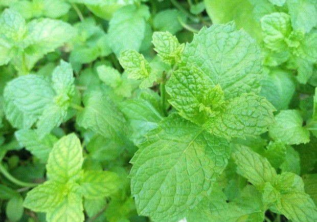 怎么样的环境适宜种植薄荷？