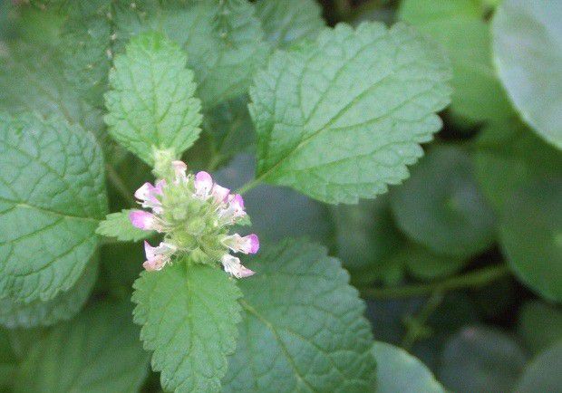 怎么样的环境适宜种植薄荷？