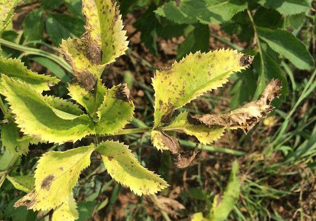 种植白芷如何防治斑枯病？