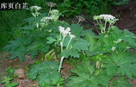 白芷种植后如何管理？