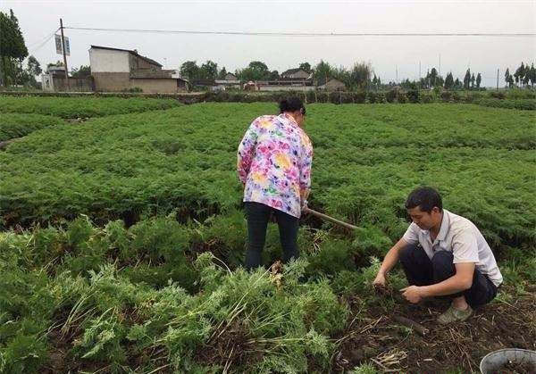 川芎如何采收加工？