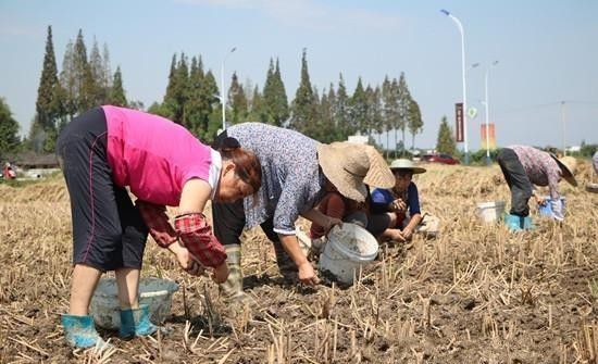 川芎如何移栽？