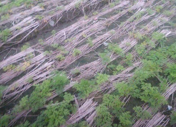 川芎怎么样育苗繁殖？