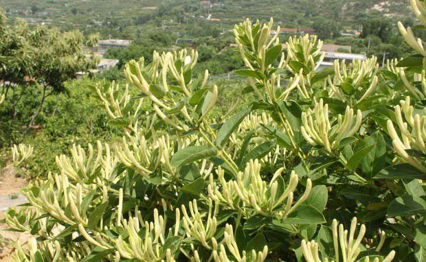 秀山山银花种植现状