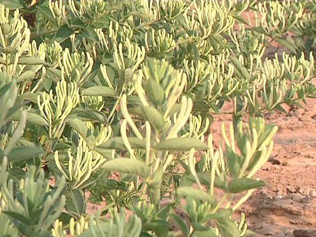 隆回山银花种植现状