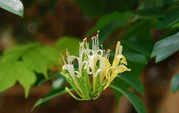 平邑金银花现状