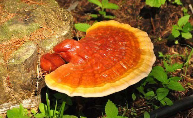 灵芝菌种分离：基内菌丝分离法介绍