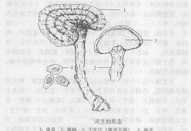 灵芝子实体长怎么样？灵芝子实体有哪些特点？