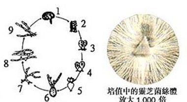 灵芝菌丝体长怎么样？灵芝菌丝分为几种？