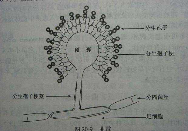 种植灵芝如何防治曲霉？