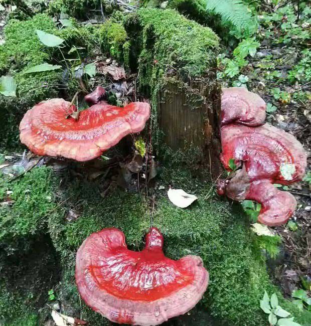 灵芝治疗慢性胃炎药方