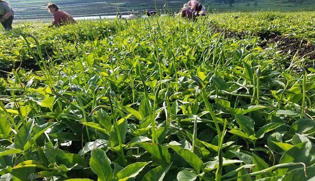 怎么样种植半夏产量高？