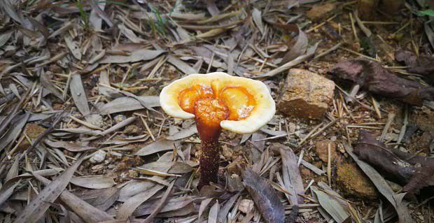 野生灵芝的品种都有哪些？