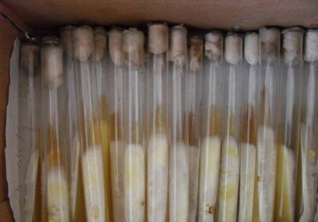灵芝菌种的定期移植保藏法如何操作？