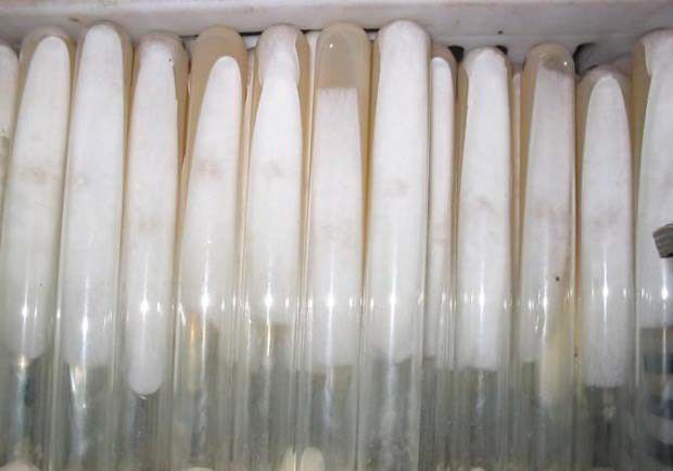 什么是灵芝菌种的基质内菌丝分离？